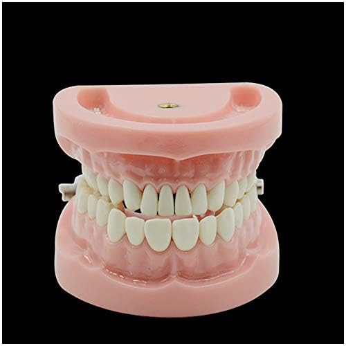 Kh66zky סטנדרט סטנדרטי סטנדרט הדגמה הדגמה מודל תותבות - מודל שיני שיניים - לילדים סטודנטים לרופאי שיניים