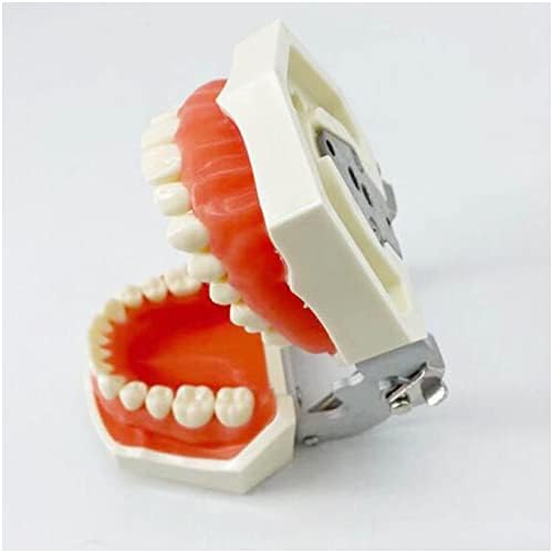 KH66ZKY שיניים 28 יח 'הכנת שיניים מודל רופא שיניים כלי לימוד שיניים סטנדרטיים תרגול שיניים מודל הכנת