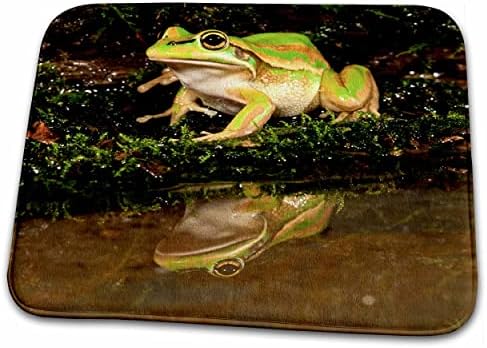 3 צפרדע עץ פעמון זהב ורד, יליד אוסטרליה-נא02... - אמבטיה אמבטיה שטיח מחצלות